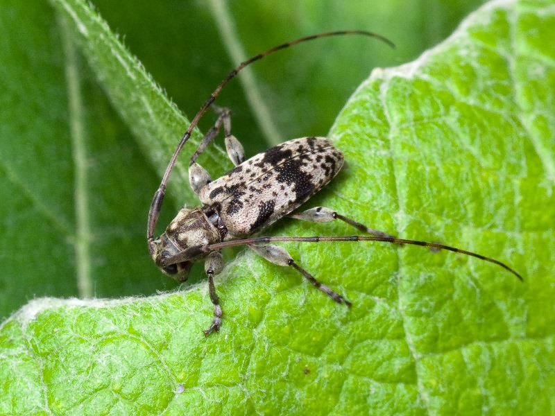 Leiopus femoratus Fairmaire, 1859